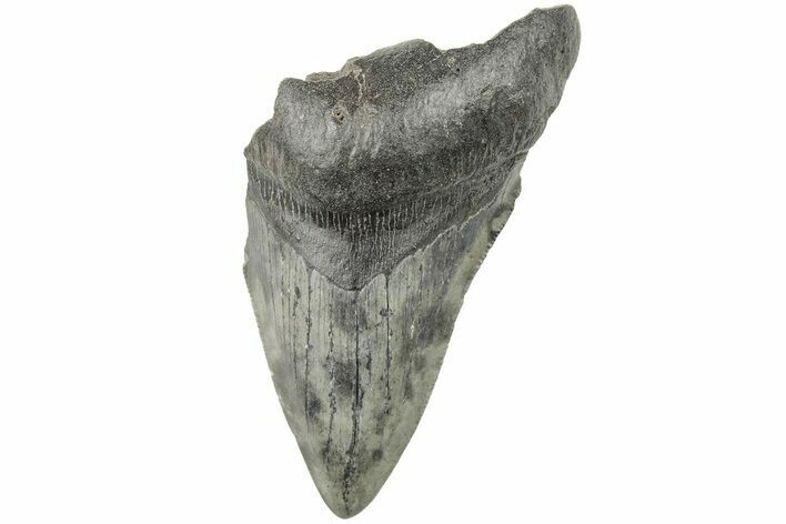 Partial Megalodon Tooth #194047